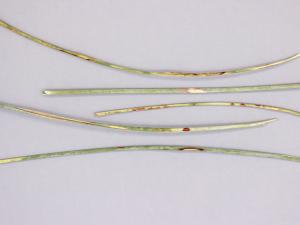 Helictotrichon - Rouille couronnée (Puccinia coronata)