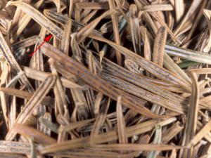 Arbres de Noël (sapins) - Rouge des aiguilles (Rhizosphaera spp.)