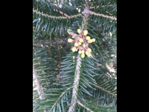 Arbres de Noël (sapins) - Rouille balai de sorcière (Melampsorella caryophyllacearum)