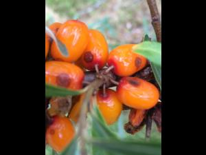 Argousier - Anthracnose (Colletotrichum acutatum)