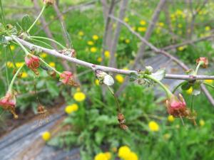 Cerise - Pourriture brune (Monilinia fructicola)