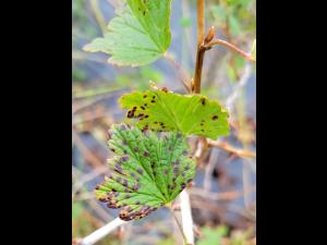 Groseille - Anthracnose (Drepanopeziza ribis)
