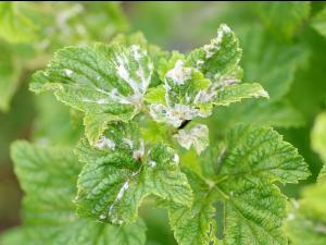 Cassis - Blanc (Podosphaera mors-uvae)