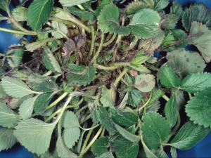 Fraise - Maladie des collets multiples du fraisier