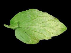 Tomate - Virus de la mosaïque du pépino (PepMV)