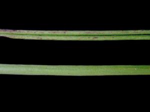 Orchidées - Virus de la mosaïque du cymbidium (CyMV)