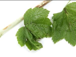 Cassis - Tache angulaire (Pseudomonas syringae pv. syringae)