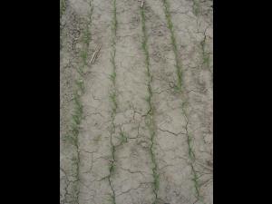 Blé - Encroûtement du sol_4