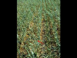 Blé - Manque d'eau et sécheresse_1