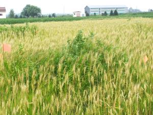 Blé - Excès/Toxicité en azote_2