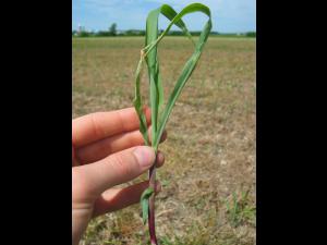 Maïs grain et fourrager - Sol compact