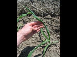 Maïs grain et fourrager - Sol compact