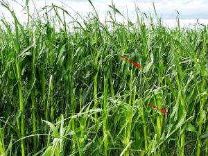 Maïs grain et fourrager - Grêle