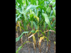 Maïs grain et fourrager - Carence en azote