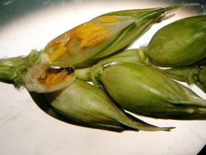 Blé - Cécidomyie orangée du blé (Sitodiplosis mosellana)_3