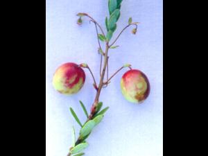 Canneberge - Virus des taches en anneaux (RSV)