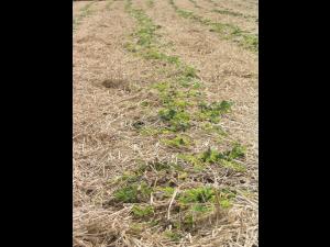 Fraise - glyphosate (9)_6