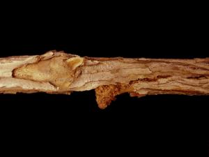 Bleuet en corymbe - Tumeur du collet (Agrobacterium tumefaciens)_1