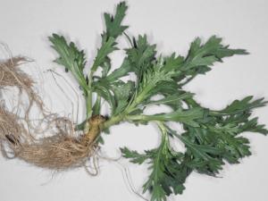 Argyranthemum - Tumeur du collet (Agrobacterium tumefaciens)_3