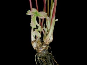 Fraise - glyphosate (9)_8