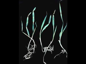 Avoine - Étranglement chlorotique