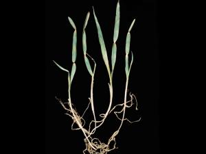 Avoine - Étranglement chlorotique