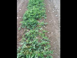 Fraise - clopyralide (4)_6