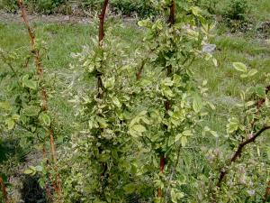 Framboise - glyphosate (9)_1