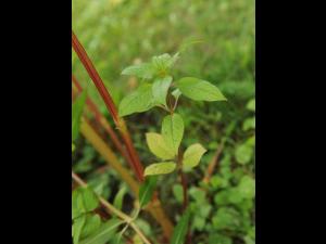 Impatiente glanduleuse (Impatiens glandulifera)_44