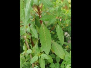Impatiente glanduleuse (Impatiens glandulifera)_45