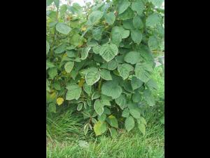 Framboise - clopyralide (4)_8