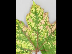 Vigne (raisin) - glyphosate (9)_4