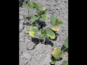 Soya - métribuzine (5)_3