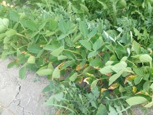 Soya - glufosinate d'ammonium (10)_2