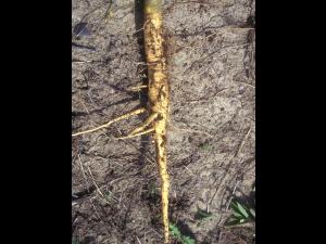 Abutilon à pétales jaunes(Abutilon theophrasti)_10