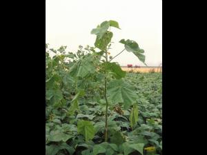 Abutilon à pétales jaunes(Abutilon theophrasti)_12