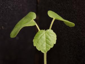 Abutilon à pétales jaunes(Abutilon theophrasti)_26