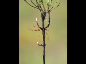 Prêle champs (Equisetum arvense)_11