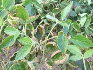 Soya - mésotrione (27)_3