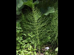 Prêle champs (Equisetum arvense)_26