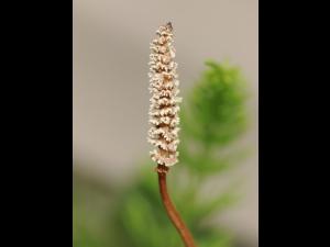 Prêle champs (Equisetum arvense)_31