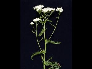 Achillée millefeuille(Achillea millefolium)_5