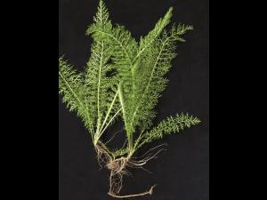 Achillée millefeuille(Achillea millefolium)_10