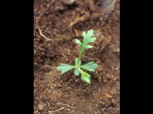 Achillée millefeuille(Achillea millefolium)_13