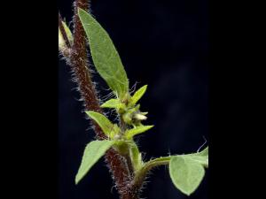 Petite herbe à poux (Ambrosia artemisiifolia)_13