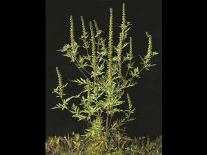 Petite herbe à poux (Ambrosia artemisiifolia)_14