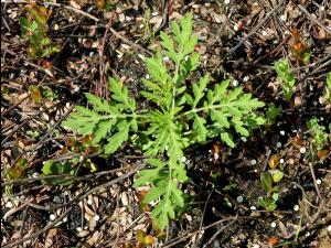 Petite herbe à poux (Ambrosia artemisiifolia)_20