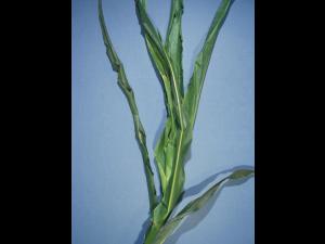 Maïs grain et fourrager - dicamba (4)_4