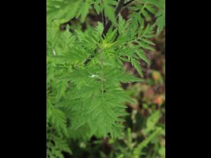 Petite herbe à poux (Ambrosia artemisiifolia)_35
