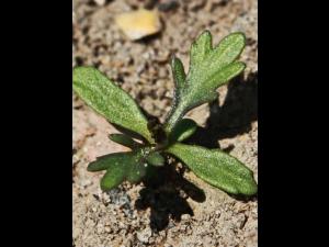 Armoise bisannuelle(Artemisia biennis)_4